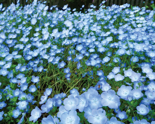Baby Blue Eyes Wildflowers, 1500 Flower Seeds Per Packet