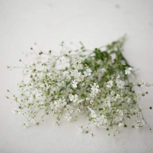 gypsophila covent garden seeds Covent Baby's Breath Covent Garden White, 1000 Flower Seeds Per Packet