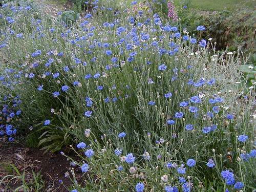Bachelor Button Tall Blue Cornflower Seeds, 200+ Flower Seeds Per Packet, Non GMO & Heirloom Seeds