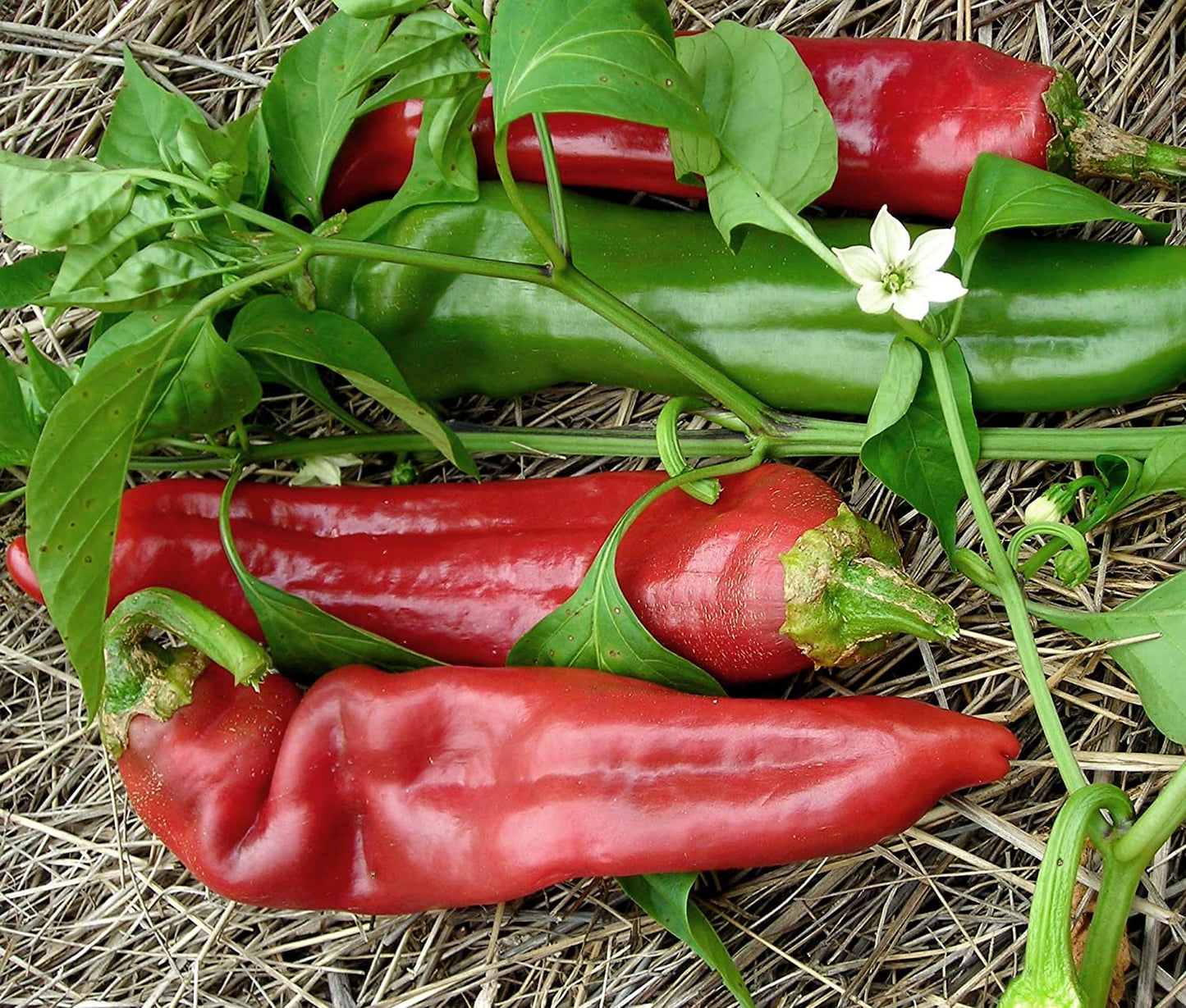 Big Jim Hot Pepper Seeds, 100 Heirloom Seeds Per Packet, Non GMO Seeds