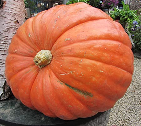 Big Max Pumpkin Seeds, 20 Heirloom Seeds Per Packet, Non GMO Seeds