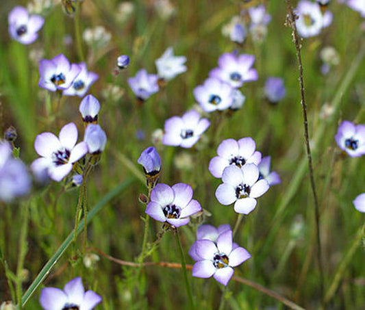 Gilia Birds Eye TriColor , 2500 Flower Seeds Per Packet