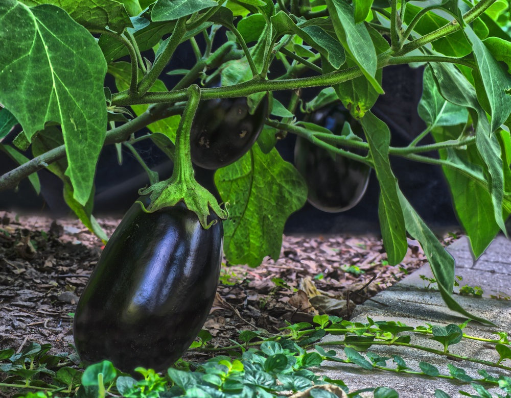 Black Beauty Eggplant Seeds, 100 Heirloom Seeds Per Packet, Non GMO Seeds, Botanical Name: Solanum melongena