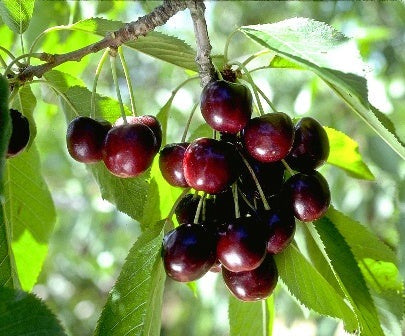 cherry plant from seed Black Cherry Tree Seeds, 35 Seeds Per Packet