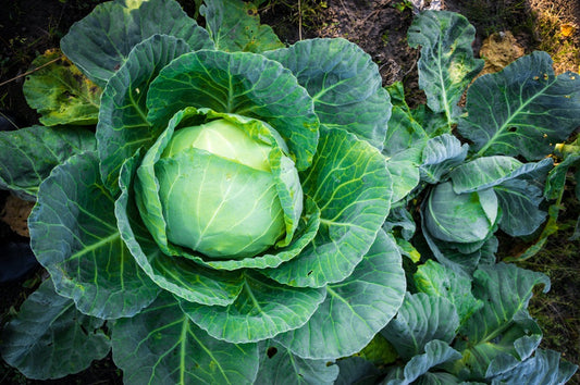 Brunswick Cabbage Seeds, 300 Heirloom Seeds Per Packet, Non GMO Seeds, Botanical Name: Brassica oleracea