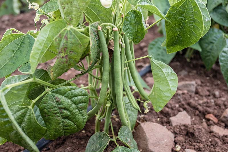 Harvester Bush Bean, 50 Heirloom Seeds Per Packet, Non GMO Seeds