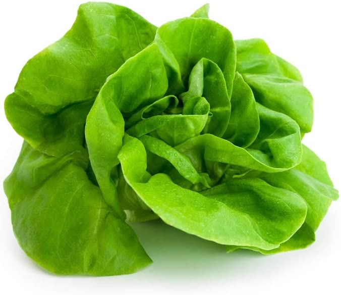 Buttercrunch Butterhead Lettuce, 1000 Heirloom Seeds Per Packet, Non GMO Seeds