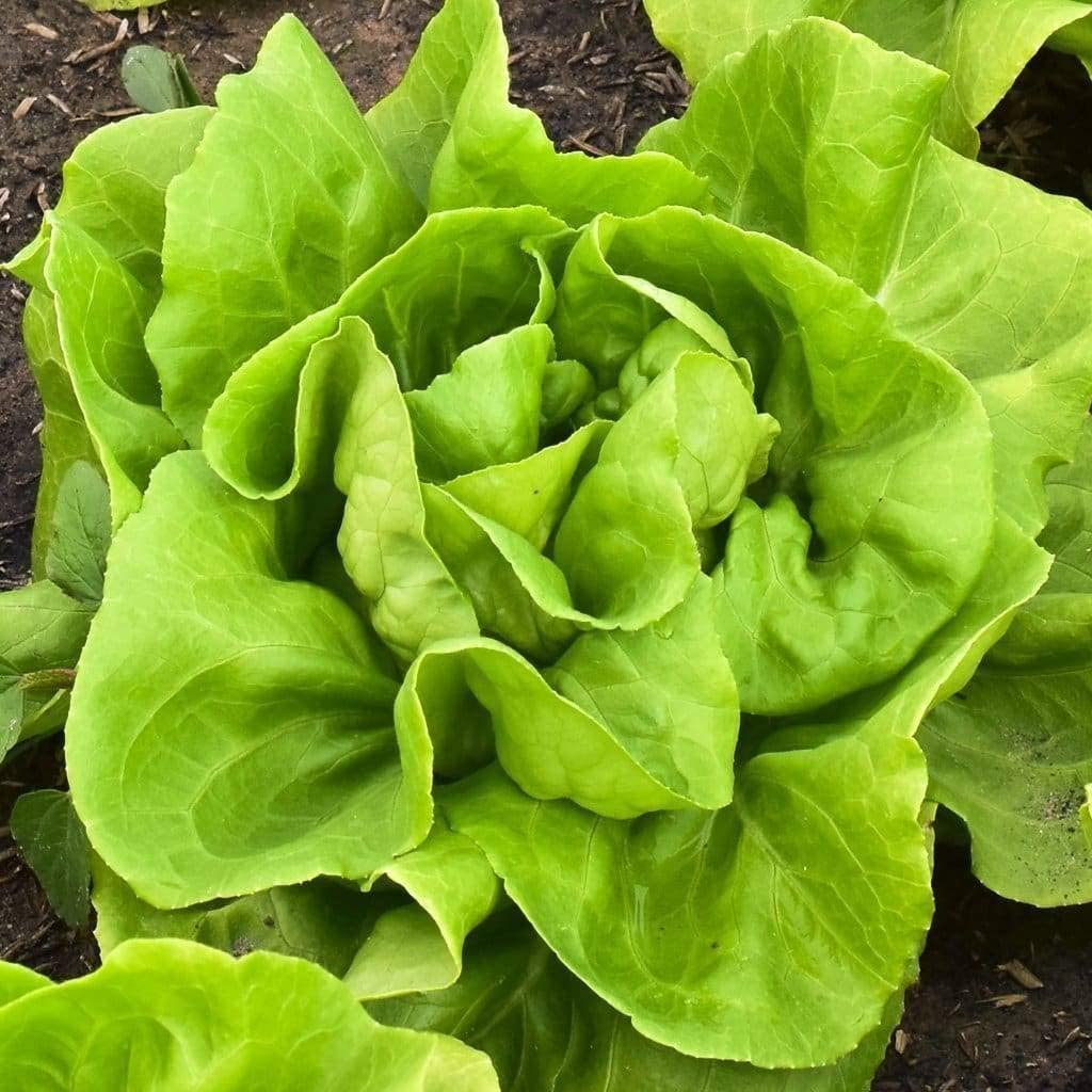 Buttercrunch Butterhead Lettuce, 1000 Heirloom Seeds Per Packet, Non GMO Seeds
