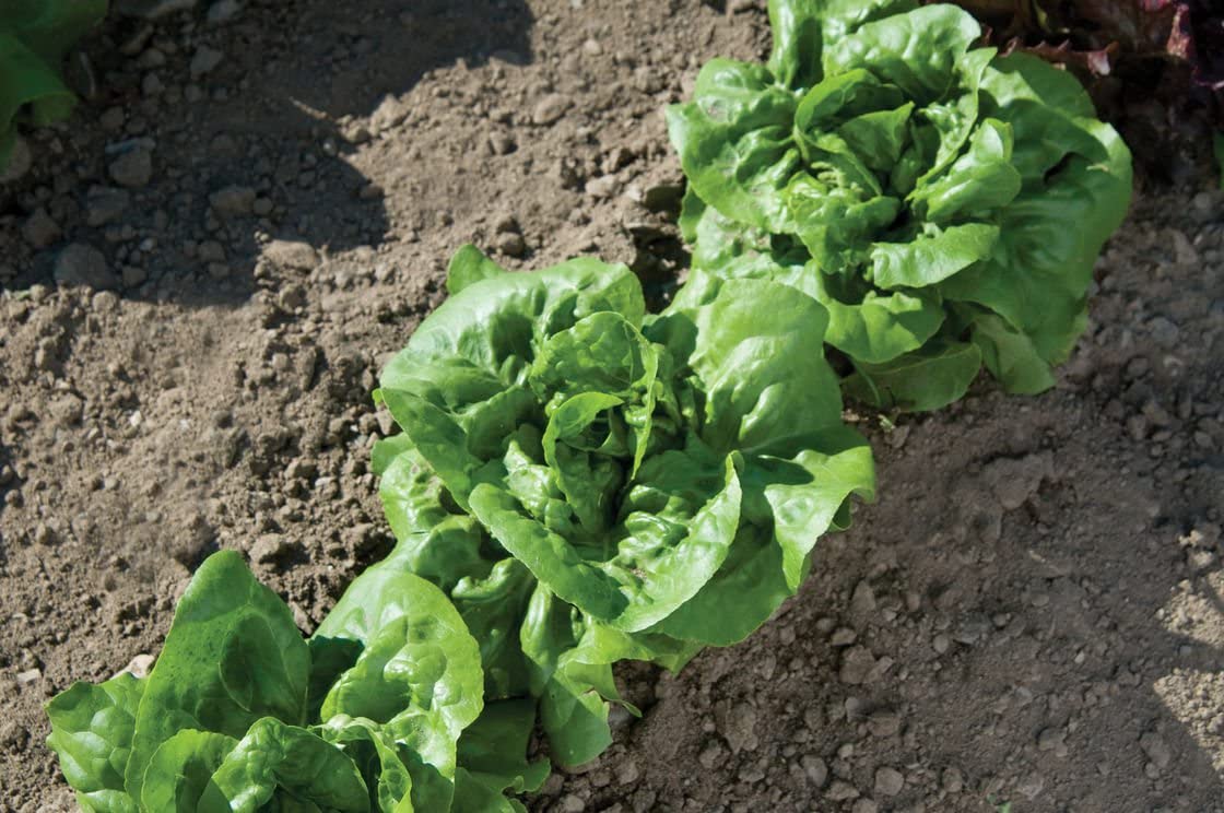 Buttercrunch Butterhead Lettuce, 1000 Heirloom Seeds Per Packet, Non GMO Seeds