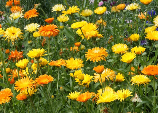 Calendula Dwarf Pacific Beauty, 250 Flower Seeds Per Packet