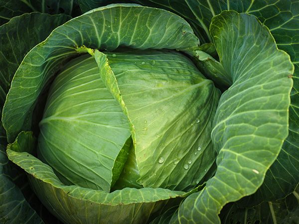 Brunswick Cabbage Seeds, 300 Heirloom Seeds Per Packet, Non GMO Seeds, Botanical Name: Brassica oleracea