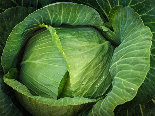 Brunswick Cabbage Seeds, 300 Heirloom Seeds Per Packet, Non GMO Seeds, Botanical Name: Brassica oleracea