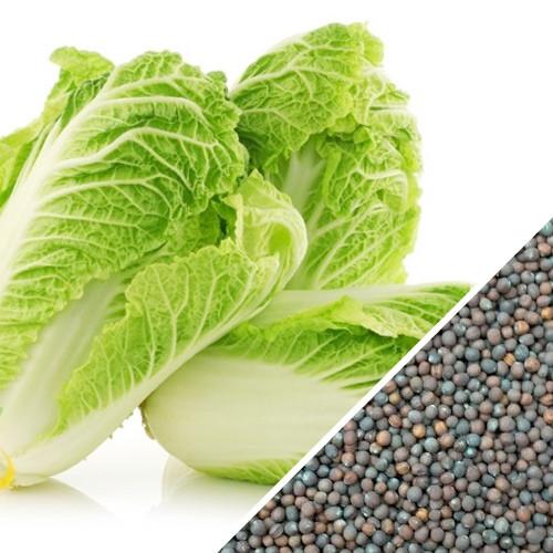 NAPA Michihili Cabbage Seeds, 1000 Heirloom Seeds Per Packet, Non GMO Seeds