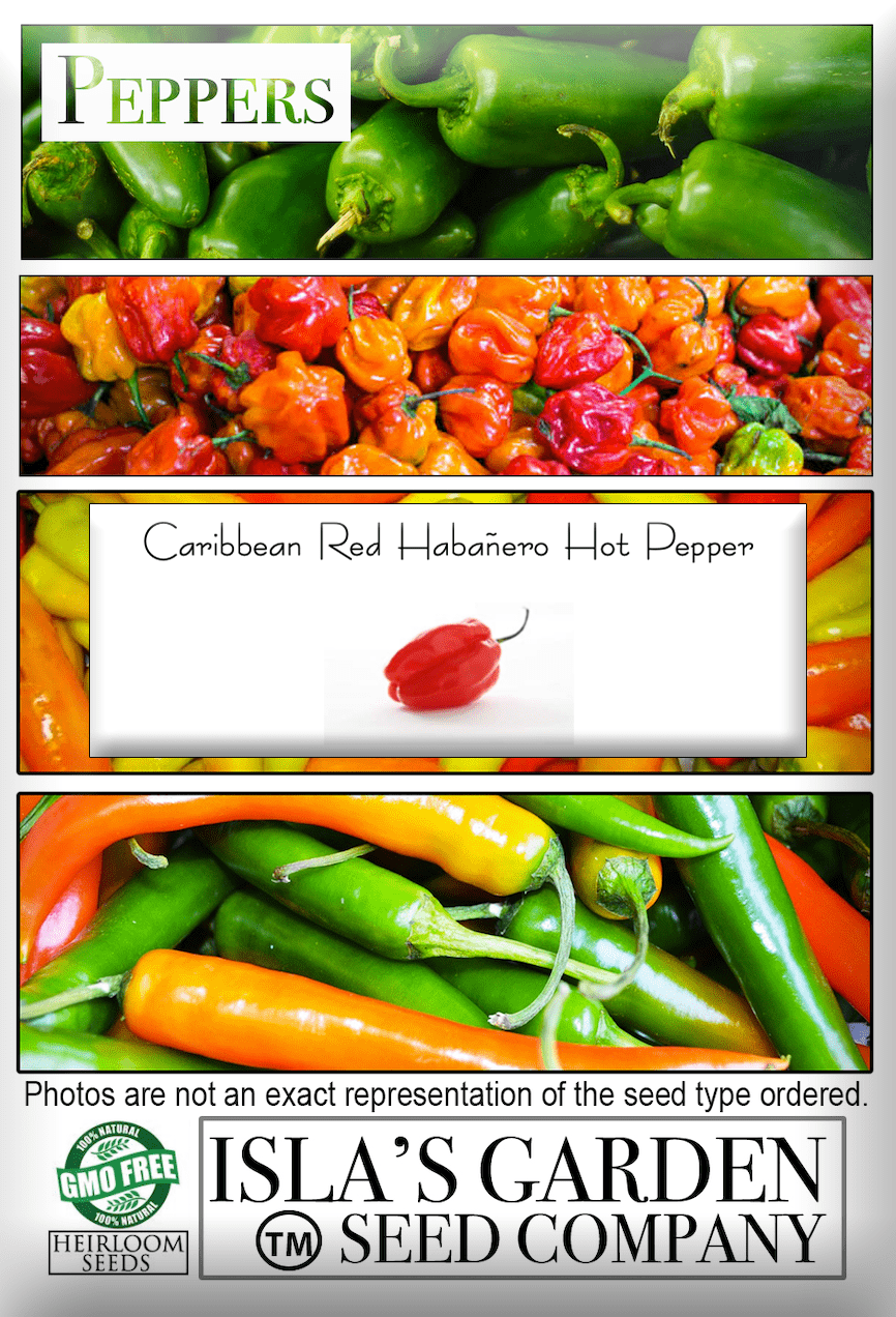 Caribbean Red Habañero, 25 Heirloom Seeds Per Packet, Non GMO Seeds