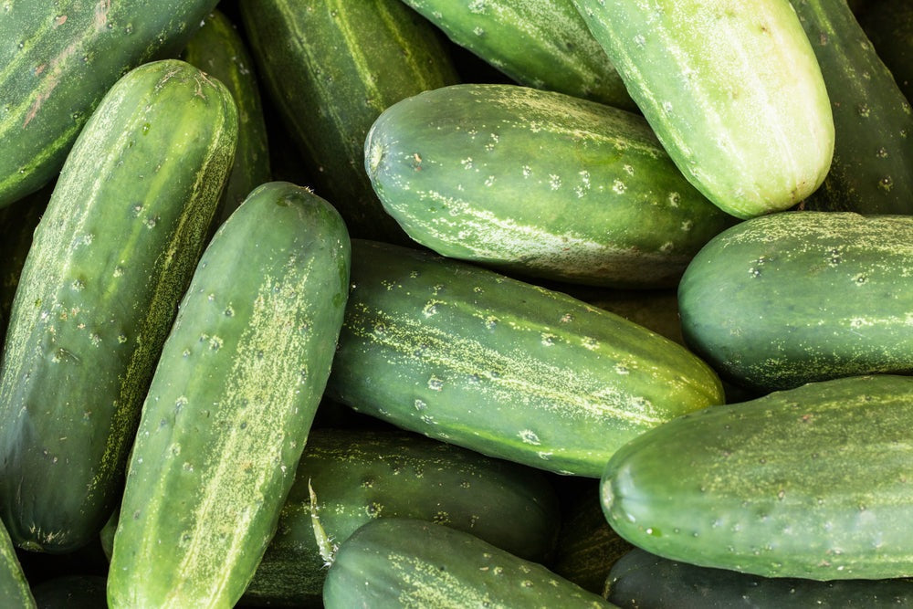 Carolina Cucumber Seeds, 100 Heirloom Seeds Per Packet, Non GMO Seeds