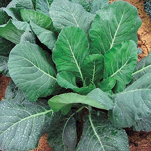 Champion Collard Greens, 1000 Heirloom Seeds Per Packet, Non GMO Seeds