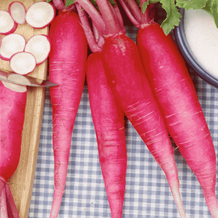 China Rose Radish Seeds, 125 Heirloom Seeds Per Packet, Non GMO Seeds