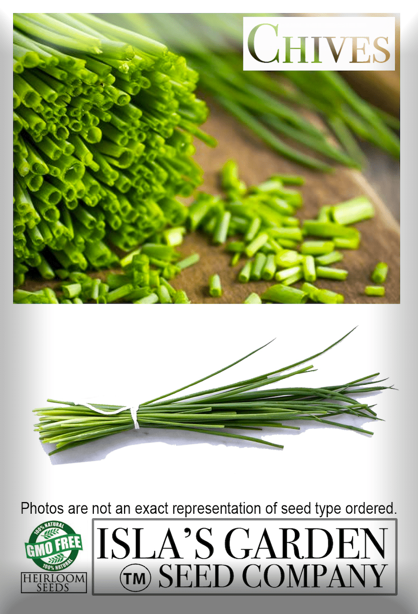 Common Chives Herb, 1000 Heirloom Seeds Per Packet, Non GMO Seeds