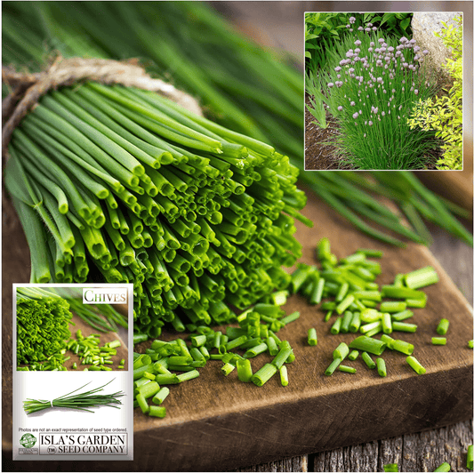 Common Chives Herb, 1000 Heirloom Seeds Per Packet, Non GMO Seeds