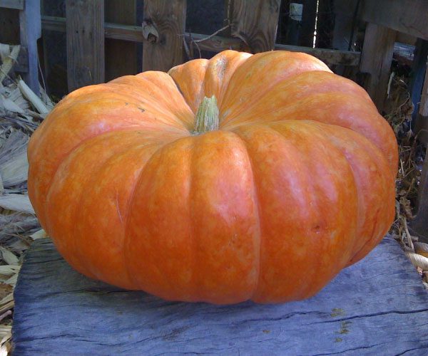 Cinderella Pumpkin Seeds, 10 Heirloom Seeds Per Packet, Non GMO Seeds