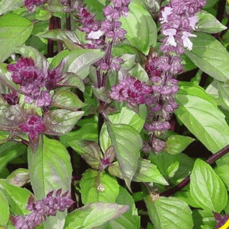 Cinnamon Basil Herb, 1000 Heirloom Seeds Per Packet, Non GMO Seeds