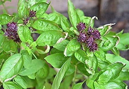 Cinnamon Basil Herb, 1000 Heirloom Seeds Per Packet, Non GMO Seeds