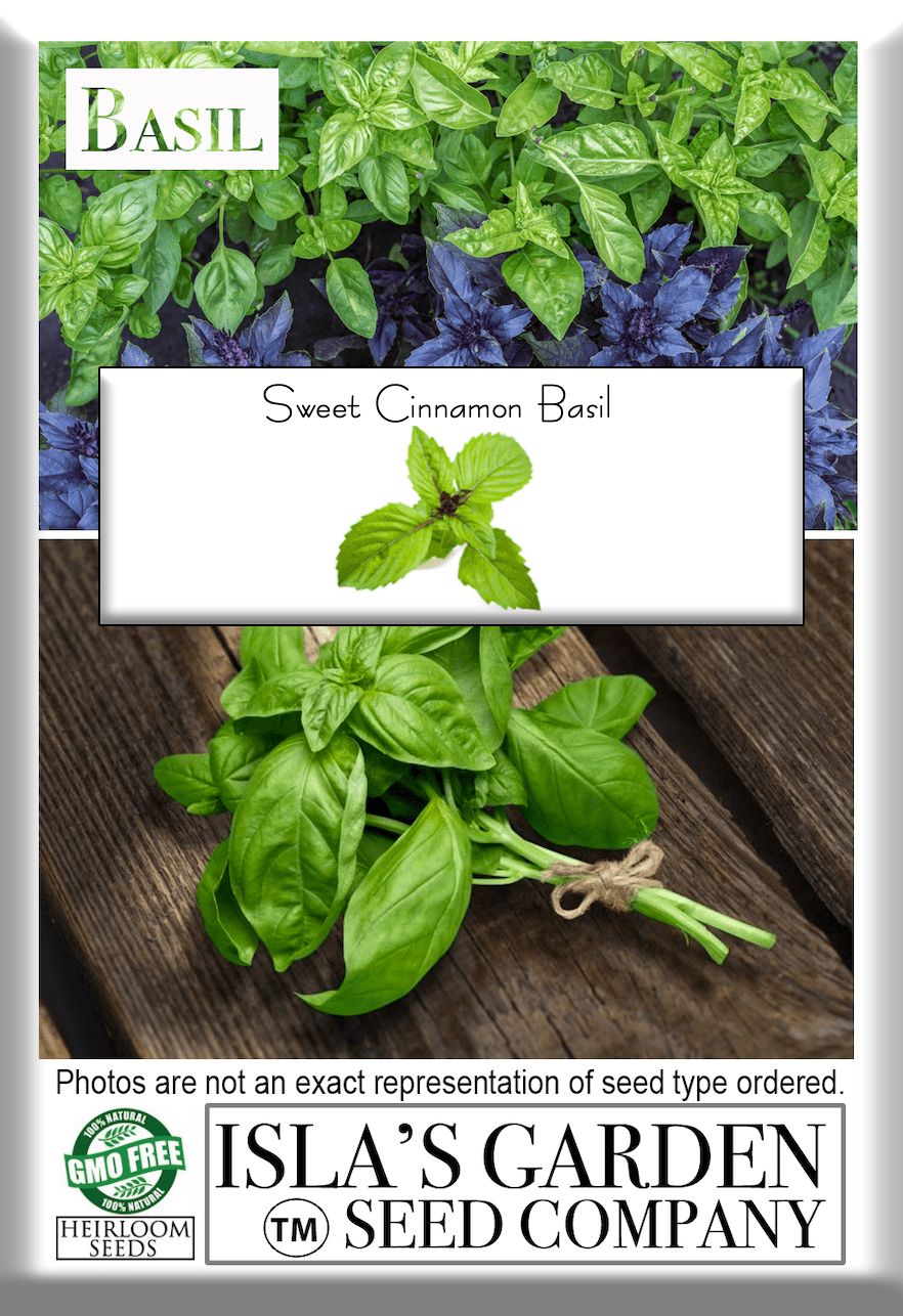 Cinnamon Basil Herb, 1000 Heirloom Seeds Per Packet, Non GMO Seeds