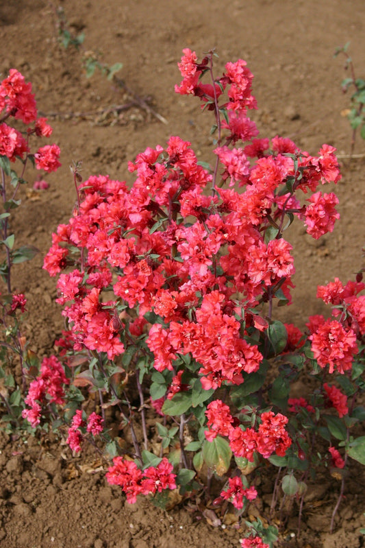 Clarkia Elegant Double Dark Salmon Flower, 1000 Flower Seeds Per Packet