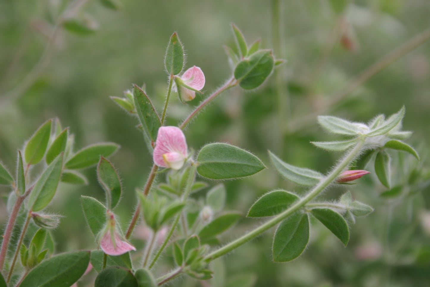 Spanish Clover, 1000 Flower Seeds Per Packet