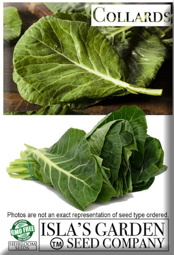 Champion Collard Greens, 1000 Heirloom Seeds Per Packet, Non GMO Seeds
