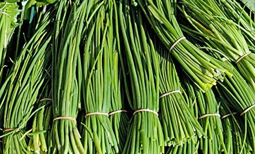 Common Chives Herb, 1000 Heirloom Seeds Per Packet, Non GMO Seeds