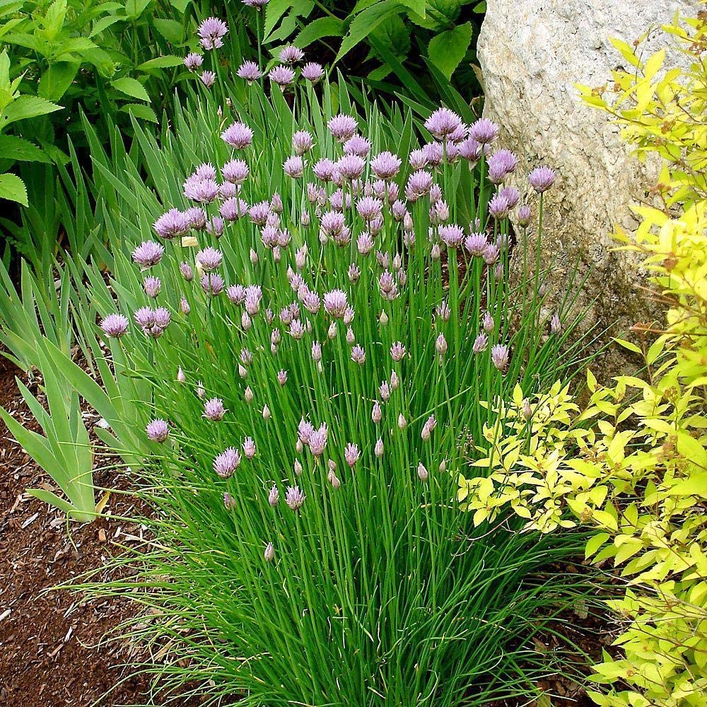 Common Chives Herb, 1000 Heirloom Seeds Per Packet, Non GMO Seeds