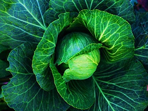 Copenhagen Market Early Cabbage Seeds, 300+ Heirloom Seeds Per Packet, Non GMO Seeds, Botanical Name: Brassica oleracea