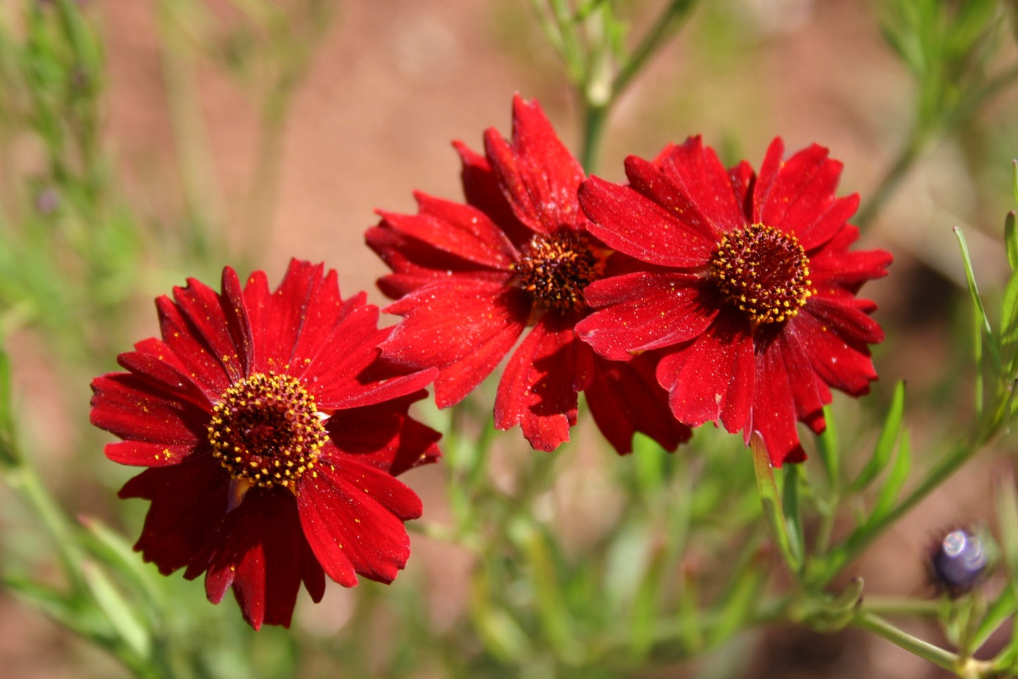 Dwarf Red Coreopsis Plains Flower, 1500 Flower Seeds Per Packet