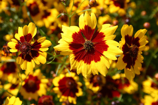 Yellow Coreopsis Plains Semi-Dwarf, 1500 Flower Seeds Per Packet