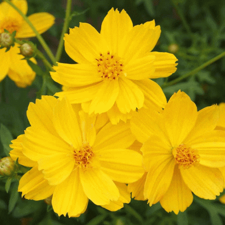 Cosmos Sulphur Dwarf Gold, 100 Flower Seeds Per Packet