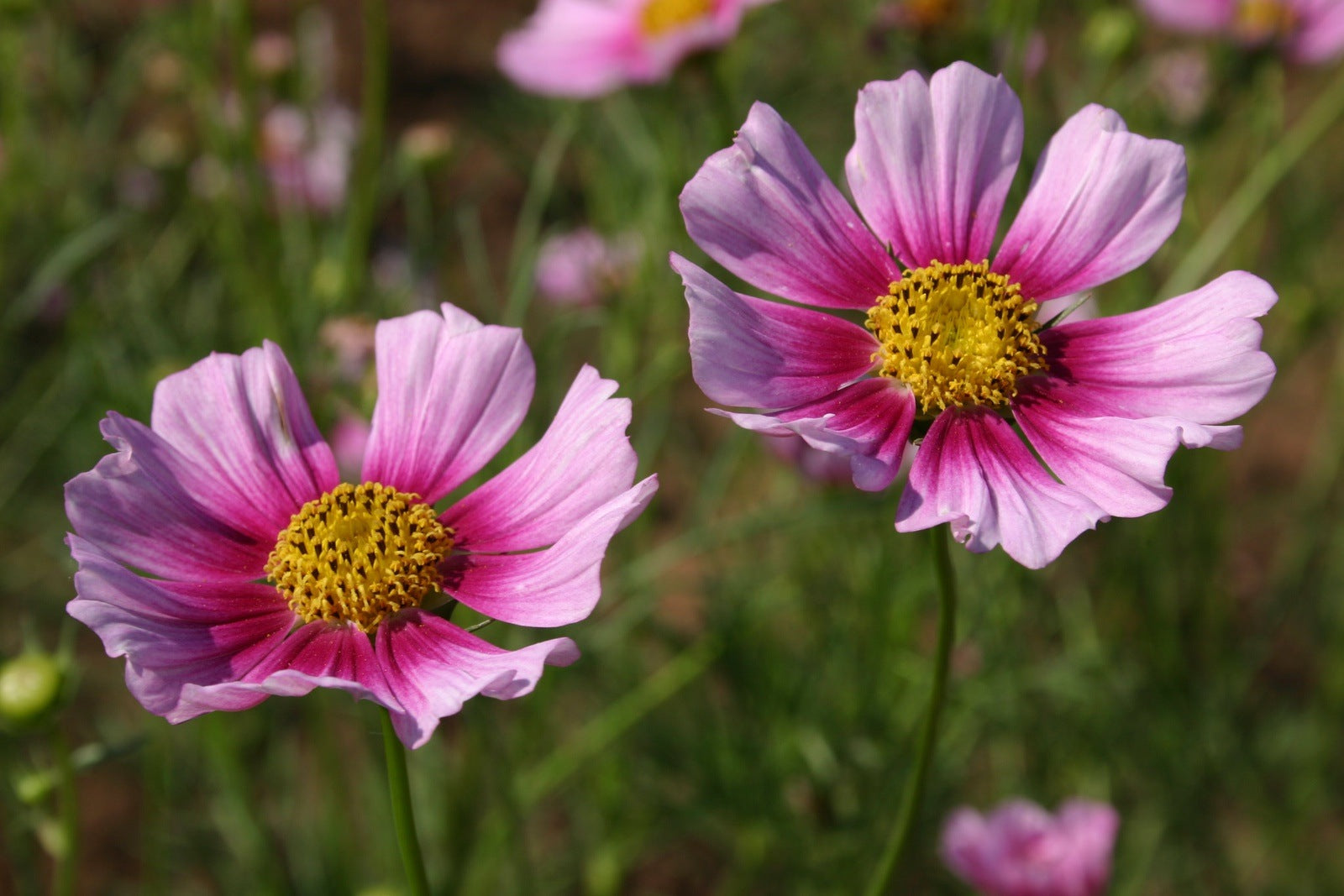 garden cosmos seeds Cosmos Daydream Flower Seeds, 100 Heirloom Flower Seeds Per Packet, Non GMO Seeds