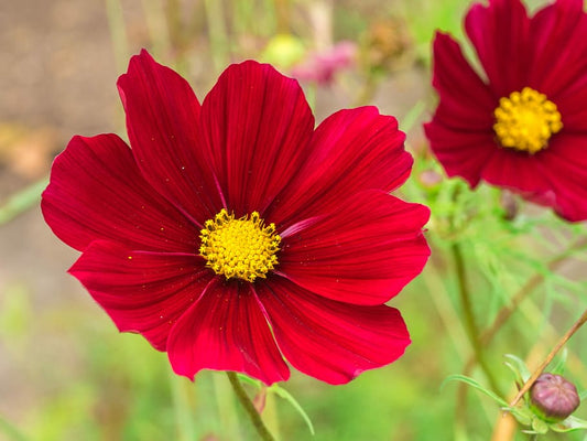 Cosmos Dwarf Red, 100 Flower Seeds Per Packet