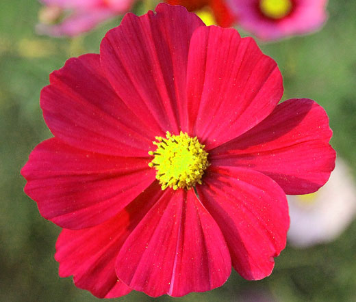 Cosmos Dwarf Red, 100 Flower Seeds Per Packet