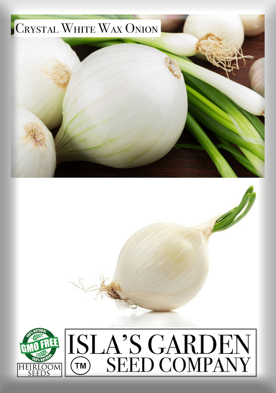 Crystal White Wax Onion Seeds, 500 Heirloom Seeds Per Packet, Non GMO Seeds