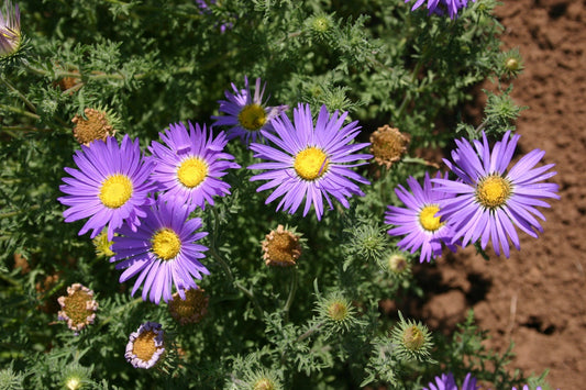 Tahoka Daisy, 1000 Flower Seeds Per Packet