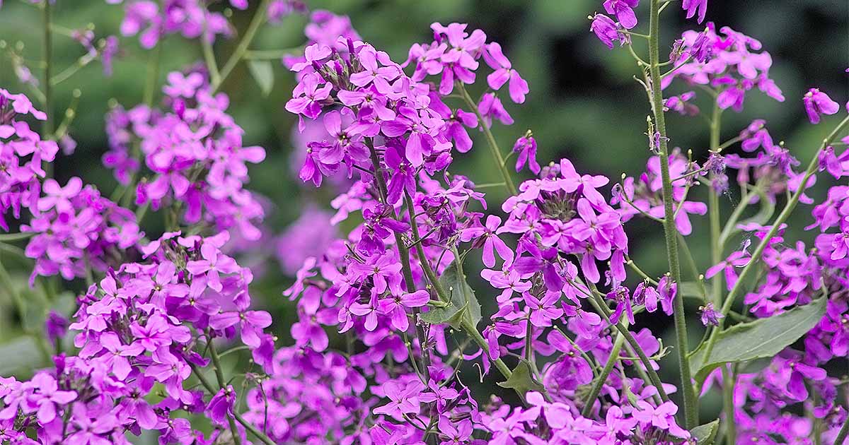 sweet rocket flower seeds Dame's Rocket Flowers, 1000 Flower Seeds Per Packet