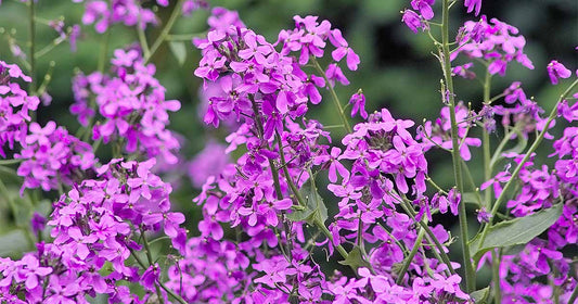 Dame's Rocket Flowers, 1000 Flower Seeds Per Packet