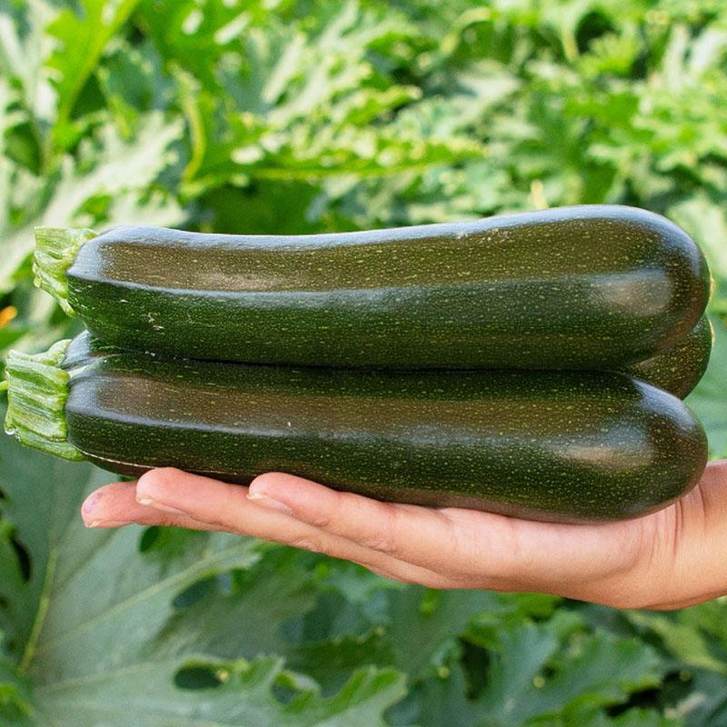Dark Green Zucchini Seeds, 50+ Heirloom Seeds Per Packet, Non GMO Seeds, Botanical Name: Cucurbita Pepo