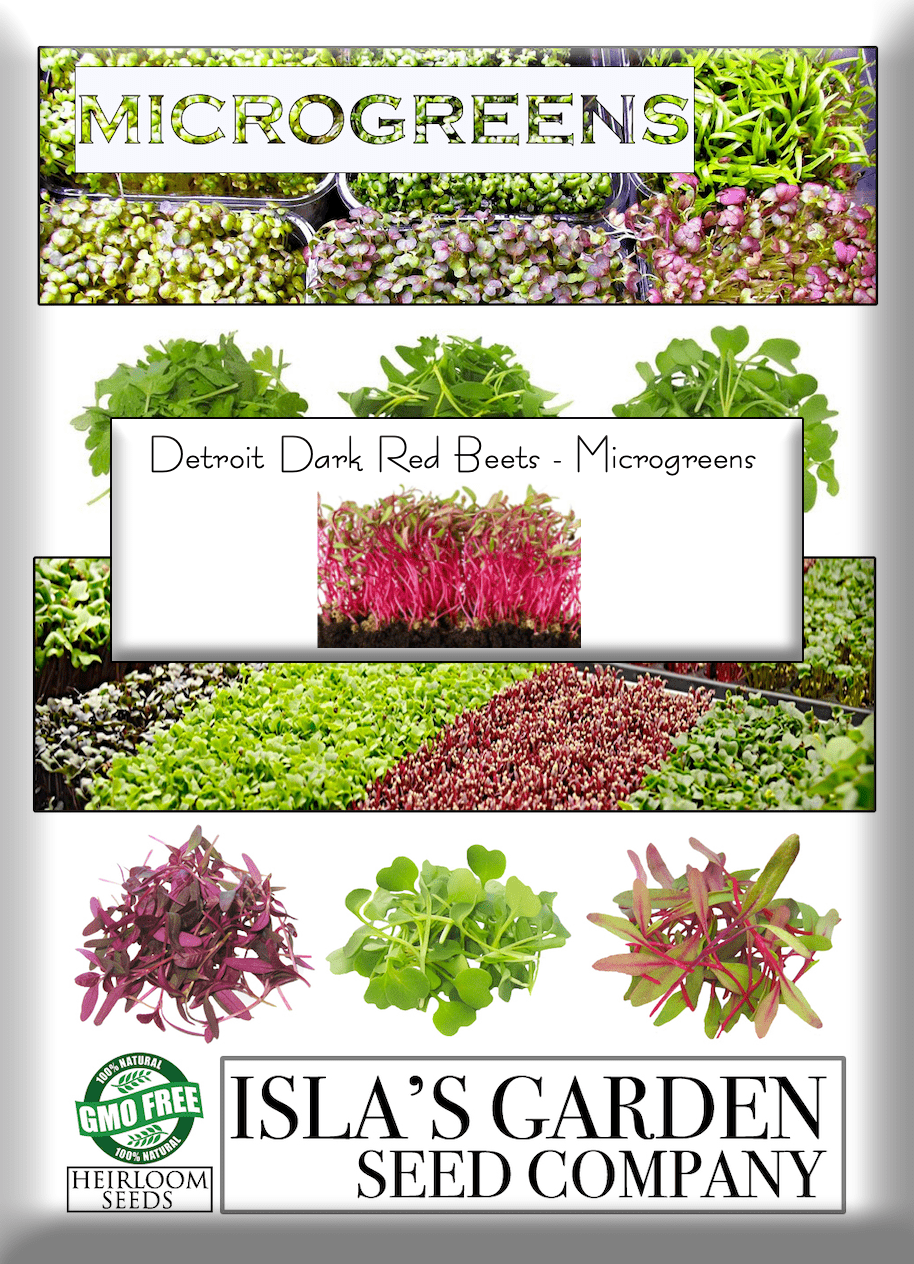 Detroit Dark Red Microgreens, 100 Heirloom Seeds Per Packet, Non GMO Seeds