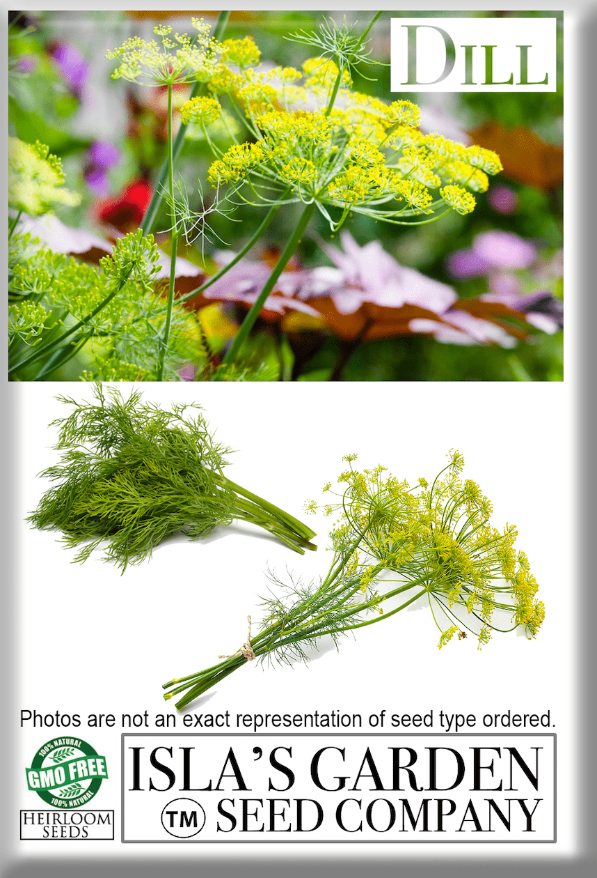 Mammoth Long Island Dill Herb, 1500 Heirloom Seeds Per Packet, Non GMO Seeds