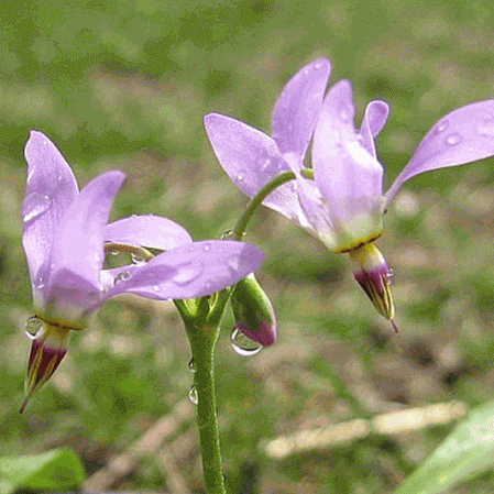 Midland Shooting Star Flowers, 500 Flower Seeds Per Packet