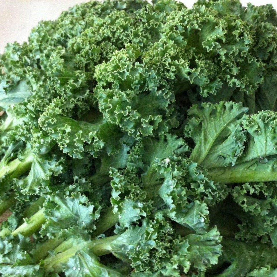 Kale, Dwarf Blue Curled Annual Vegetable Organic Seeds – Ferry-Morse