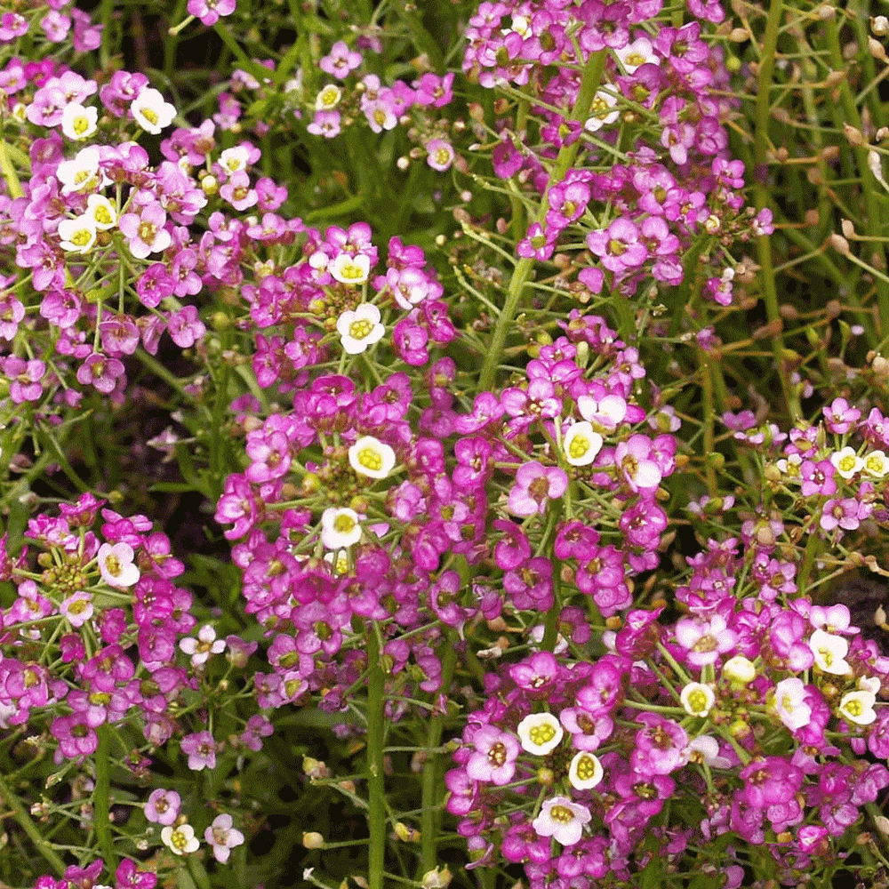 Alyssum Dwarf Pink Sweet, 1000 Flower Seeds Per Packet