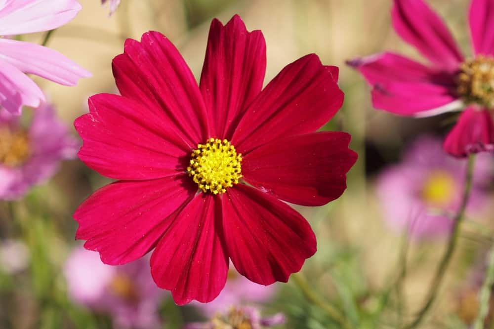 Cosmos Dwarf Red, 100 Flower Seeds Per Packet